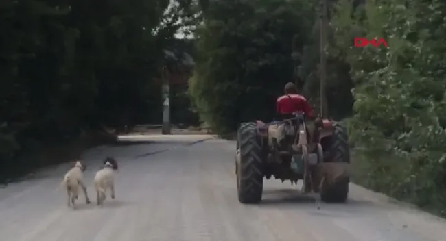 Çanakkale’de çiftçi iki köpeğini traktöre bağlayıp götürdü! Vatandaşlar tepki gösterdi - 3