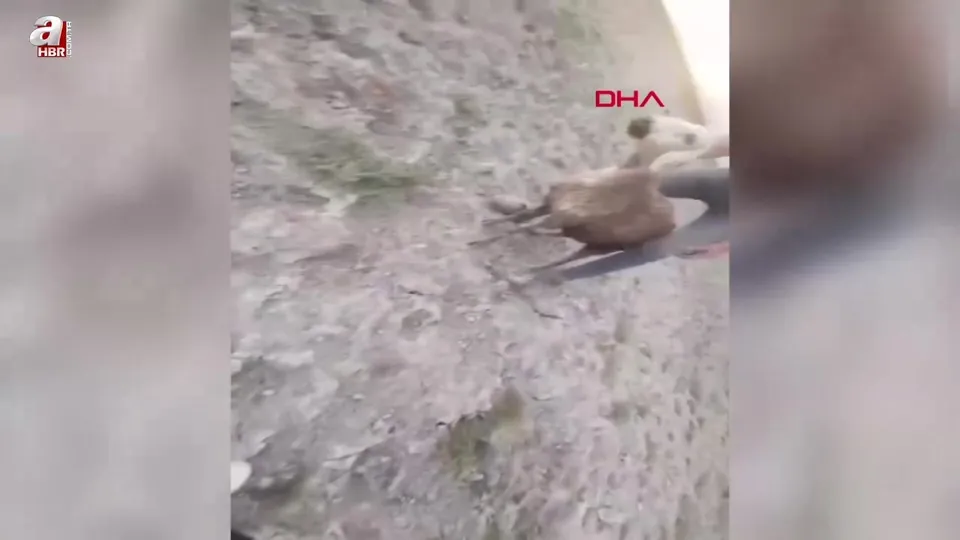 Kovboy şapkalı magandalar!