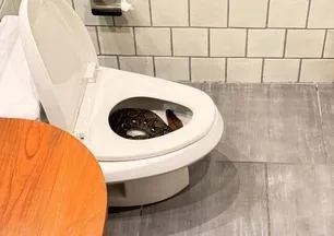 Gece tuvalete kalktı! Hayatının şokunu yaşadı: İşte klozetten çıkan dev piton yılanı