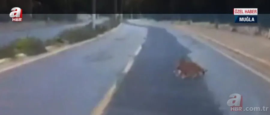Ormanların gizemli hayvanı kara yolunda horoza saldırdı! Av hayali bakın nasıl hüsranla sonuçlandı? 3