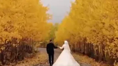 Düğün çekimini ayılar bastı