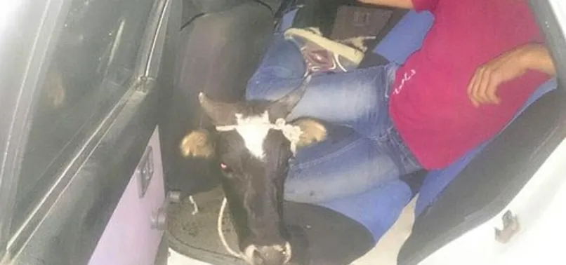 Otomobille inek hırsızlığı!