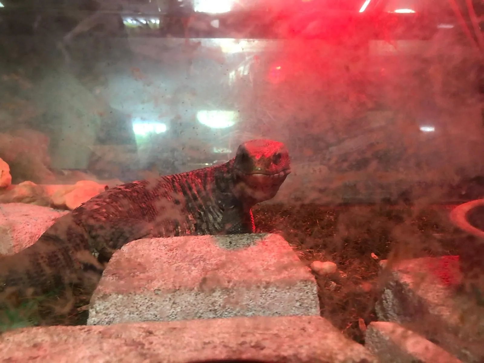 Alım satımı yasak hayvanlar ele geçirildi! İstanbul'daki baskında ortaya çıktı!