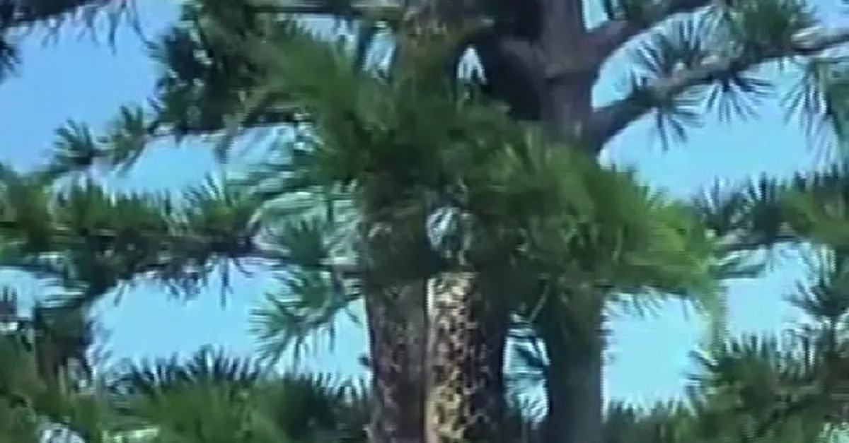 Görüntüler Türkiye’den! Anakonda büyüklüğündeki yılan dehşete düşürdü