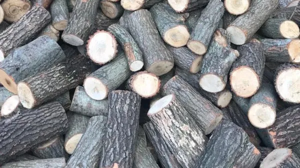 tarim-ve-orman-bakanligindan-depremzedelere-24-bin-455-ton-yakacak-odun-1676553945292.jpg Tarım ve Orman Bakanlığı'ndan depremzedelere 24 bin 455 ton yakacak odun - 1