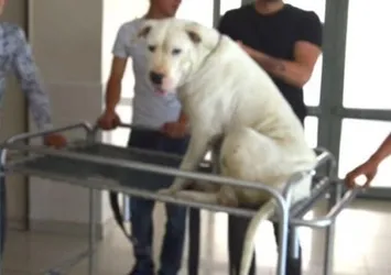Görülmemiş olay! Domuzlar pitbull'a saldırdı...