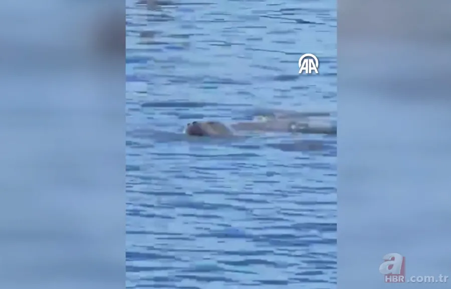 Belgeselleri aratmayan görüntüler Bodrum'dan! Akdeniz foku böyle balık avladı 4