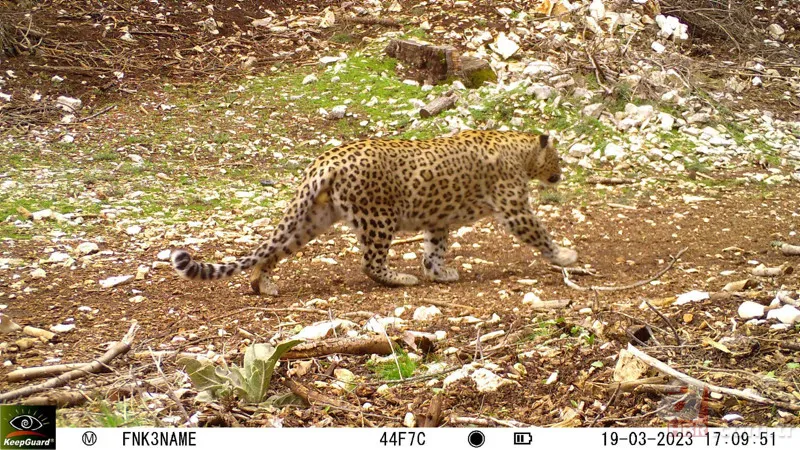 Cezası 1 milyon TL! Nesli tükenen tür 18 ilde aranacak 3