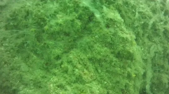 Marmara Denizi'nde salya araştırması! - 5