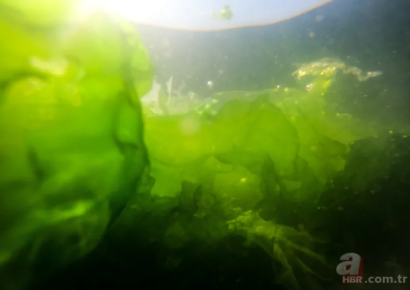 CHP'li Tunç Soyer'in "Yüzülebilir hale gelecek" dediği İzmir Körfezi çevre felaketi uyarısı veriyor 19