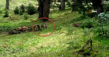 Nesli tükenmekte! DKMP fotokapanına yakalandı