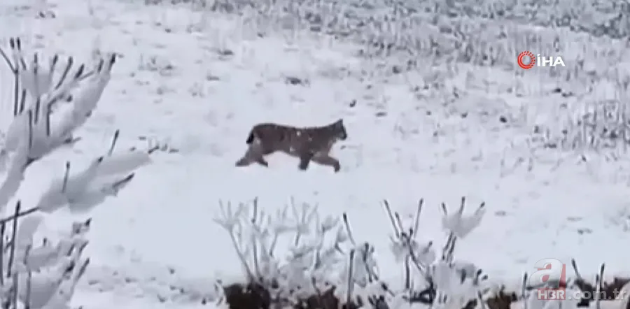 Görüntüler Trabzon’dan! Ender rastlanan türler Of’ta ortaya çıktı 4