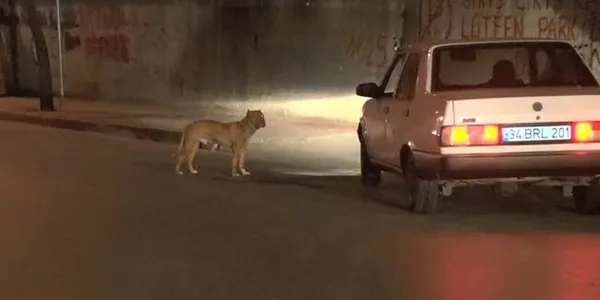 Sokak ortasında kadına saldırmışlardı! İstanbul Sultangazi'de sokak köpekleri tehlike saçmaya devam ediyor - 2