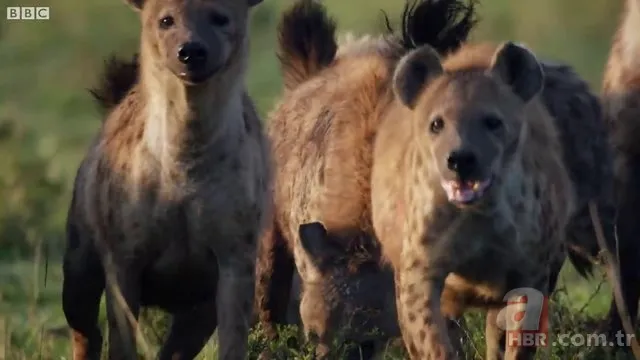 İzmir'de sırtlan paniği! "Tire canavarı" korku salıyor 15
