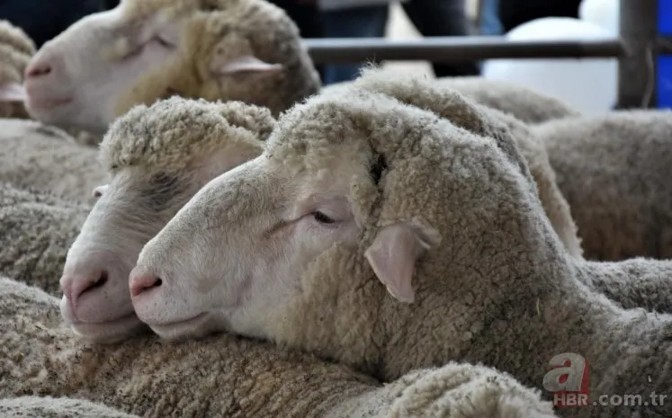 KURBANLIK DANA FİYATLARI 2023! Kurbanlık fiyatları ne kadar, kaç TL? Büyük baş, küçükbaş, koyun... 6