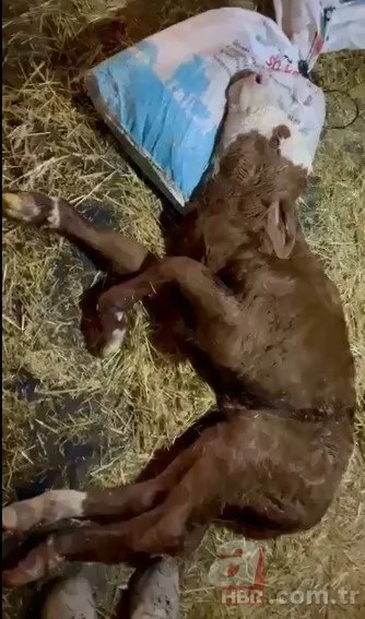 Veteriner bile şaştı kaldı! Bakın buzağının kalbi neresinde doğdu?