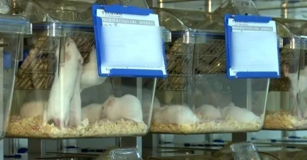 Varyant virüste korkutan ’fare’ gelişmesi! Çalışmalar gerçeği ortaya çıkardı: Kontrolü imkansız olabilir