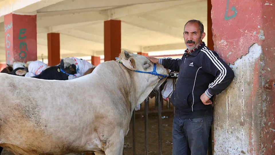 850 kilo büyükbaşın fiyatı 85 bin TL! Doğu ırkı kurbanlıklar batıdaki pazarlara gelmeye başladı