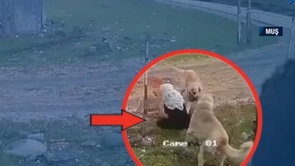 Muş’ta başıboş köpek dehşeti! Valilikten açıklama: Kuduz teşhisine rastlanmadı