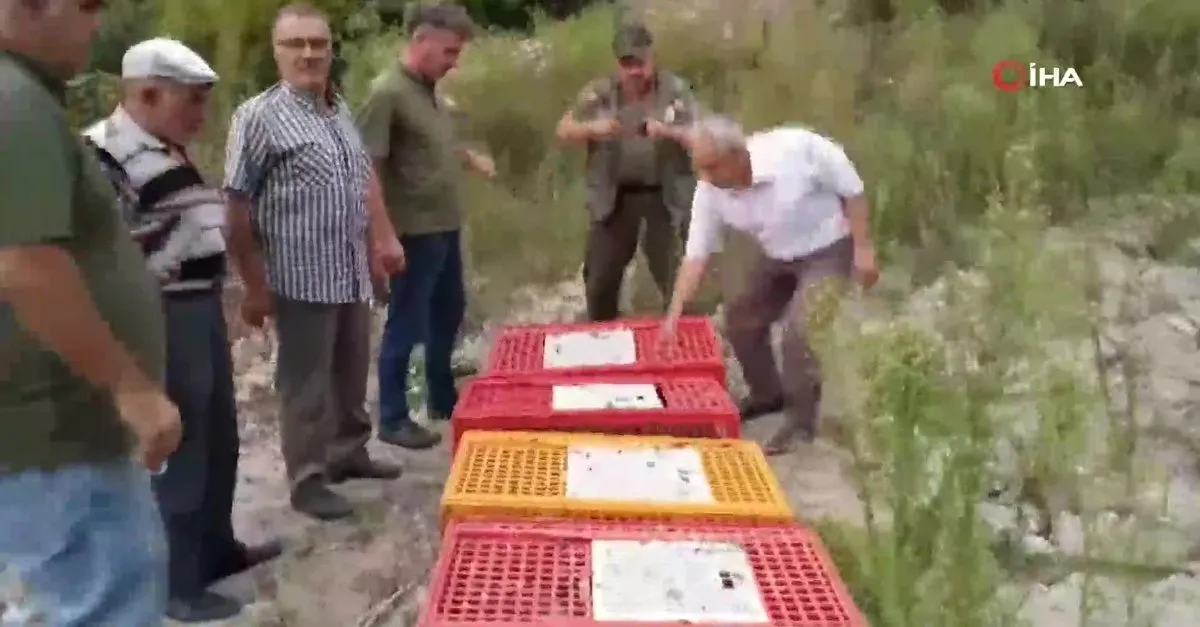 Muğla'da keklikler doğaya salındı