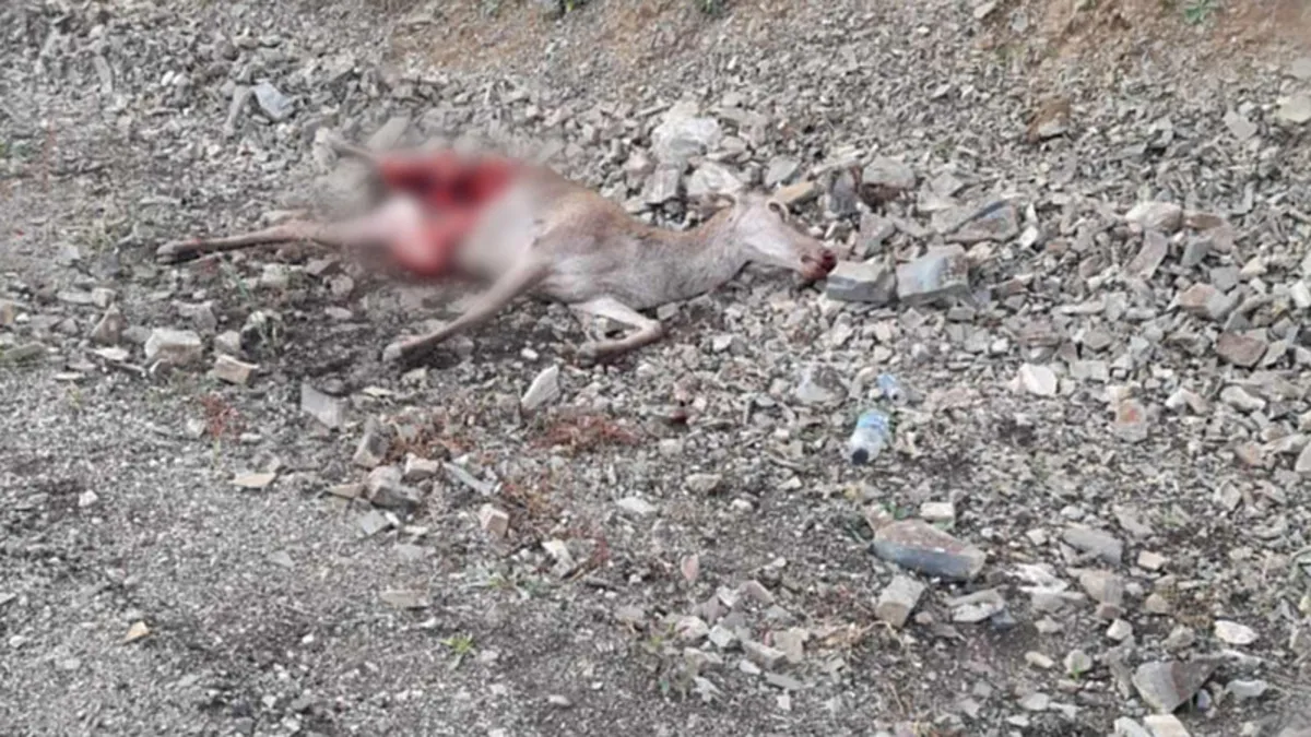 Otomobilin çarptığı geyiğin yarısını kurtlar yedi