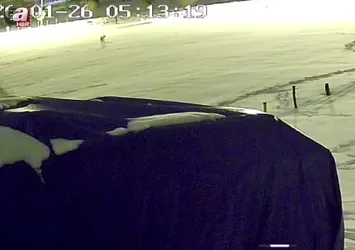 Aç kalan kurtlar köpeği parçaladı