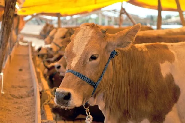 Detaylar belli oluyor... Kurban Bayramı’nda yasak var mı? 20-21-22-23 Temmuz’da sokağa çıkma yasağı olacak mı?
