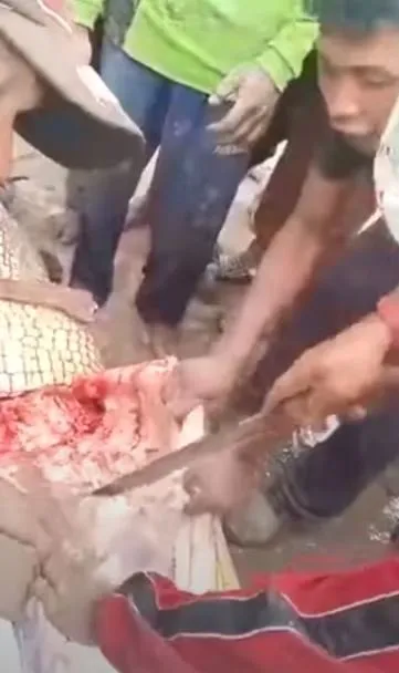 Timsahın karnından insan çıktı! Kan donduran anlar böyle görüntülendi...