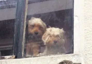 Geride 13 köpeği kaldı
