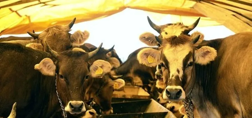 Kurbanlik Kucukbas Buyukbas Fiyatlari Ne Kadar 2020 Carrefoursa Bim 101 Kurbanlik Koc Fiyatlari