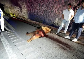 Gümüşhane'de otomobilin çarptığı ayı telef oldu