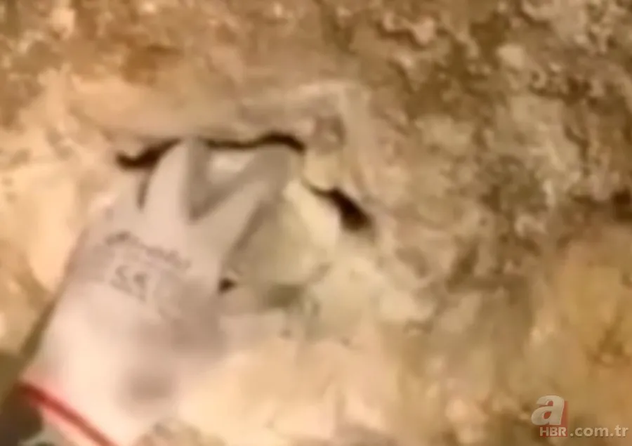 ''Defineyi koruyan yılan'' efsanesi gerçek oldu! Taş kesilmiş yılanın hikayesi ürküttü 9