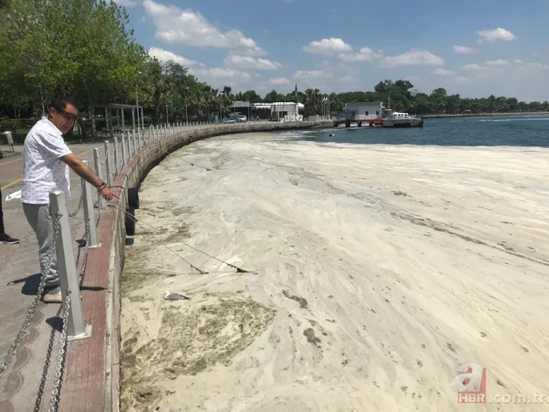 İzmit Körfezi'nde yeniden ortaya çıktı: Martı salyaya saplandı 6