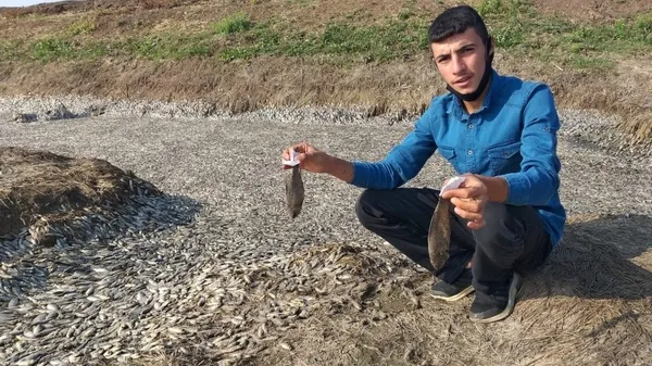 Batman'da baraj suyu çekilince binlerce balık telef oldu - 4