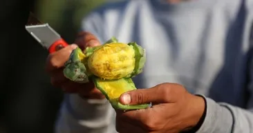 Birçok ilacın hammaddesi! İşte İbn-i Sina’nın övdüğü o meyve