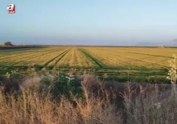 Adana'da buğdayı don ve kuraklık vurdu