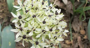 O ilde keşfedildi! Azizabdal adı verildi!