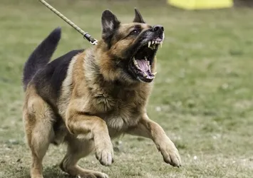 Sokak köpekleri düzenlemesinde son düzlük! Hazırlıklar tamam: Ne tür değişiklikler yapılacak?