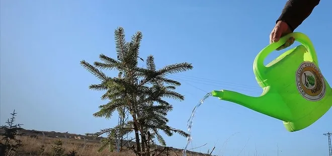 THY 150 bin fidanı toprakla buluşturacak