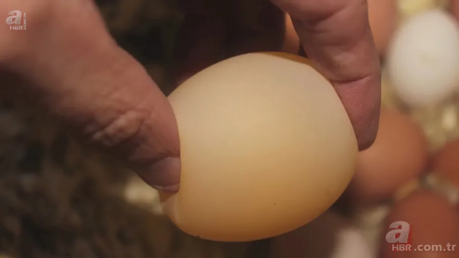 Tavuk kümesine girince gözlerine inanamadı 🥚 Günlük yumurtalarının üstünde adı ve soyadının baş harflerini gördü 🐔 20
