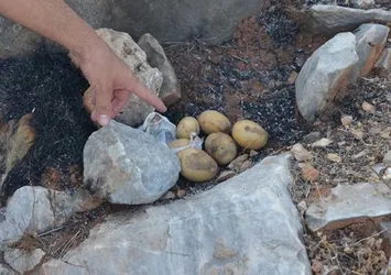 Patates pişirmek isterken dağı yaktılar