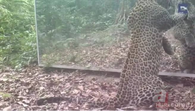 Vahşi doğada daha önce böylesi görülmedi! Goril aynada kendisini görünce saldırmaya başladı 8