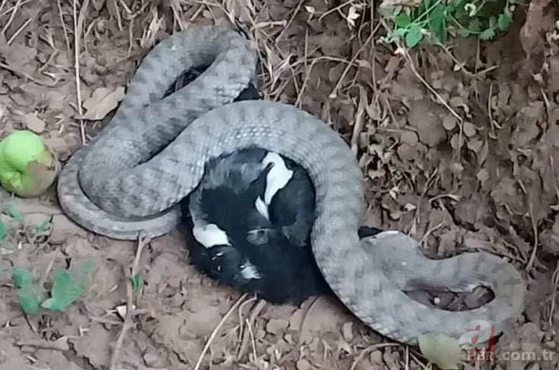 Bu yılanı görünce arkanıza bakmadan kaçın! Muş, Hakkari, Bingöl, Diyarbakır, Malatya… Türkiye’nin dört bir yanında görüldü! Tek ısırığıyla… 12