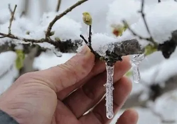 Meteoroloji'den 5 il için zirai don uyarısı