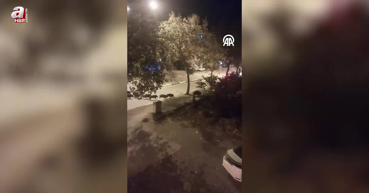 Sakarya'da aç kalan yaban domuzları ilçe merkezine indi
