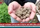 İzinsiz toplamanın faturası ağır oldu! 300 bin TL