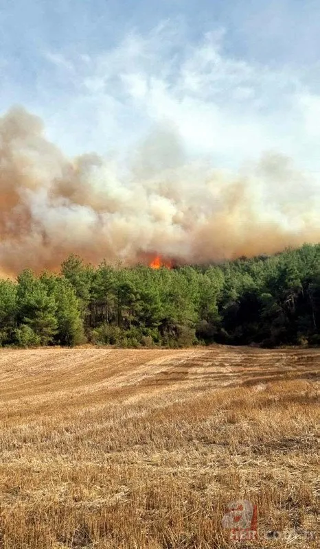 3 ilde orman yangını! Muğla ve İzmir kontrol altında! Çanakkale’deki yangına lodos etkisi! Vali uyardı: Teyakkuzda olun