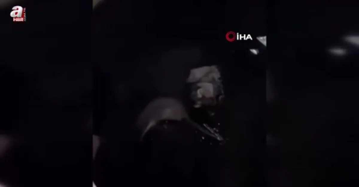 Yüksekova’da su samuru görüntülendi