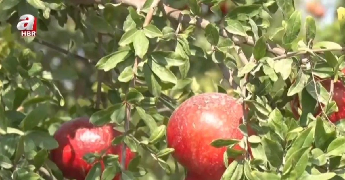 Erkenci nar bahçelerden toplanıyor
