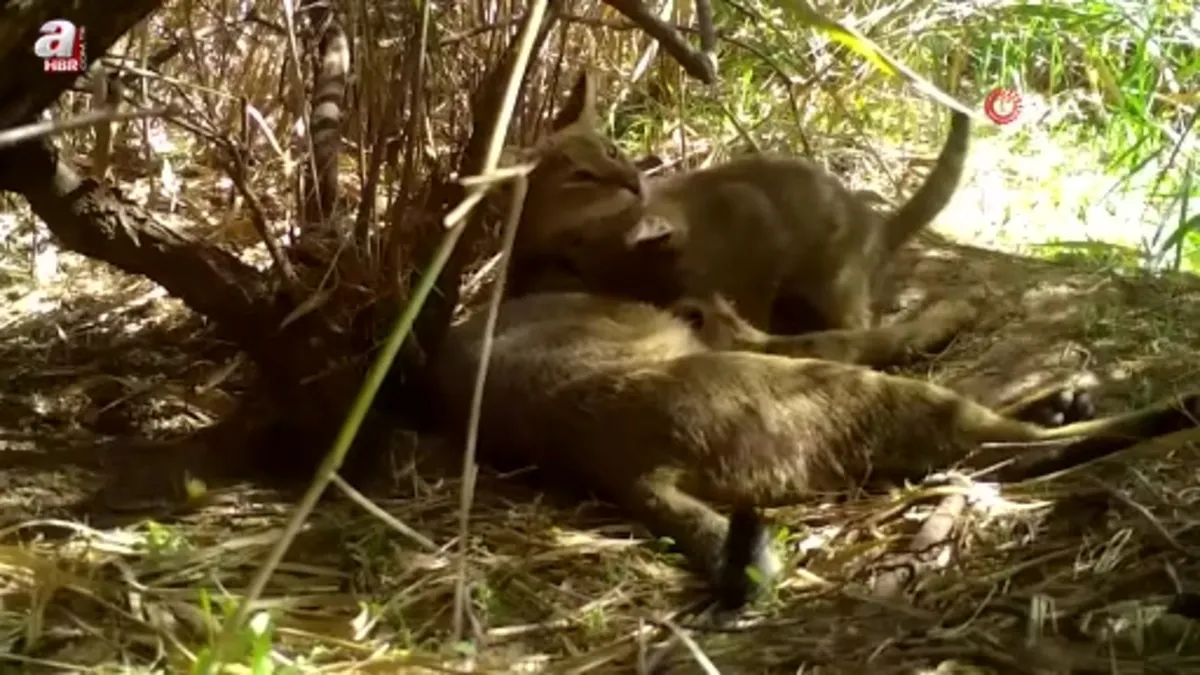 Su samurunun davetsiz misafirleri: Doğanın en özel anları kamerada